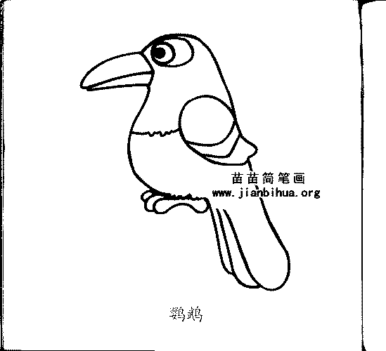 鹦鹉简笔画