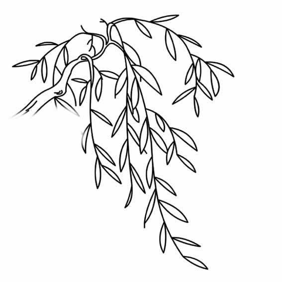 冬天的柳树简笔画图片图片